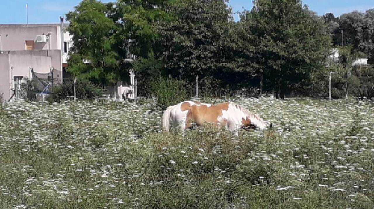 En inmediaciones de la Ruta provincial 32 y Acceso Costanera, el Comando de Prevención Rural Salto procedió este sábado 12 de enero a la retención de un caballo pelaje tobiano, raza mestiza, el que se encontraba sin cuidador o medidas de seguridad propias, deambulando por el lugar.