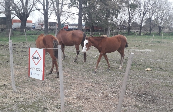 En la tarde de este domingo 25 de agosto, la Estación Policía Comunal Salto recibió un llamado que alertaba por la presencia de caballos sueltos en Ruta 32 y Costanera Norte.
