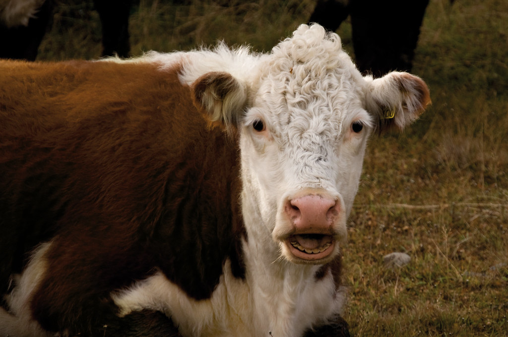 El vecino Esteban Plazibat denunció que este martes 2 de julio constató en su campo de Cuartel V el faltante de una vaca de unos 370 kilos, raza Hereford.