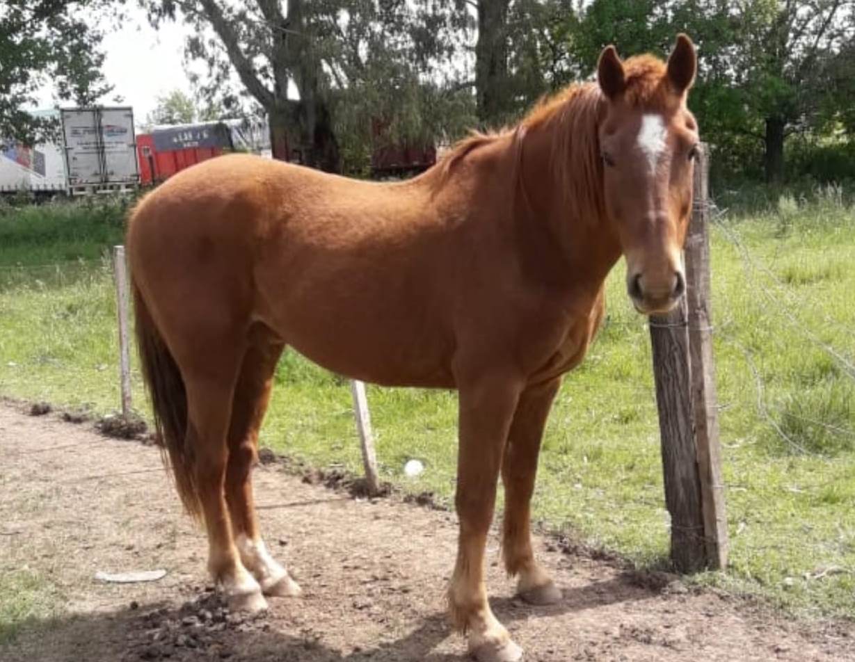 A raíz de un llamado telefónico anónimo, policías del Comando Prevención Rural Salto se hicieron presentes en la intersección de la Ruta 191 y Avenida Italia, donde constataron la presencia de un equino pelaje alazán, sin ningún tipo de medida de seguridad y cuidado, como tampoco la existencia de quien pueda arrogarse la propiedad.
