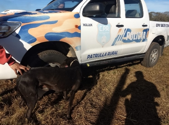 En el marco de un operativo de prevención, el Comando Prevención Rural, la Policía Comunal, personal de Monitoreo y de Tránsito, llevaron adelante este sábado 8 un despliegue por caza furtiva en una propiedad privada de Ruta 191 kilómetro 103 y en el acceso a la localidad de Berdier.