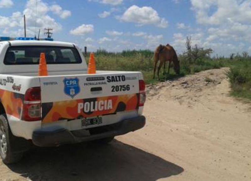 El pasado martes 23 de julio, el Juzgado de Faltas municipal inició actuaciones contravencionales por infracción a la ordenanza 102/92, debido a dos equinos sueltos y sin ninguna medida de seguridad en la vía pública.