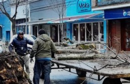 Las fuertes ráfagas provocaron caída de árboles: qué dijo el titular de Defensa Civil