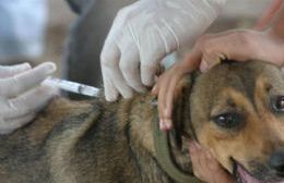Vacunación antirrábica para mascotas