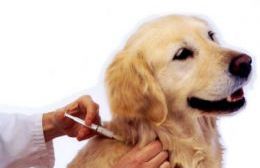 Sigue la vacunación gratuita para mascotas