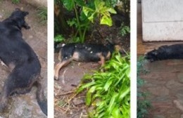 Perros envenenados en Retiro: denuncian que fueron asesinados por delincuentes con fines de robo