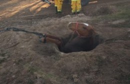 Un caballo que cayó a un pozo debió ser rescatado por los bomberos