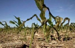 Se declaró la emergencia agropecuaria por sequía