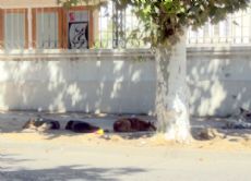 Plausible y silenciosa labor de la Sociedad Protectora de Animales.

