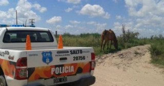 Robo de herramientas en un campo de Ruta 31