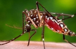 Confirman el primer caso de dengue en Salto