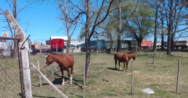 Caballos sueltos en pleno mediodía