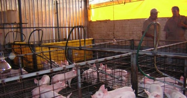 Buscan encargados o responsables en criaderos de cerdos