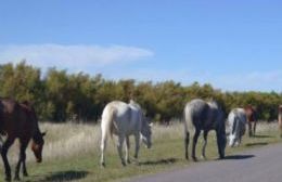 Caballo suelto en la vía pública