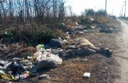 Basura y animales muertos: la irresponsabilidad ciudadana en su máximo esplendor