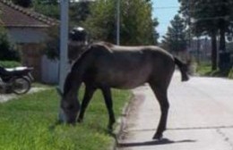 En Salto se han labrado más de 200 infracciones por caballos sueltos y maltrato animal