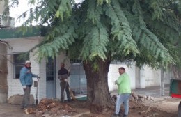 Extraen añejo árbol en la zona del Cementerio