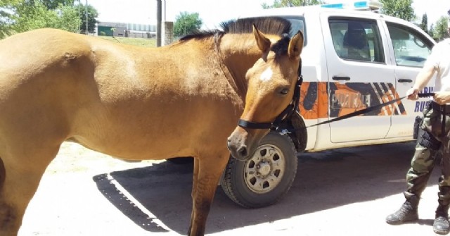 Retienen caballo que deambulaba sin ninguna medida de seguridad