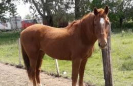 Infracción por caballo suelto