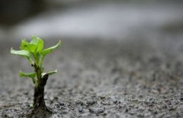 Charla sobre huerta orgánica y entrega de semillas