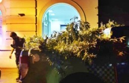 Secuestran plantas de marihuana en una casa y demoran a su dueña