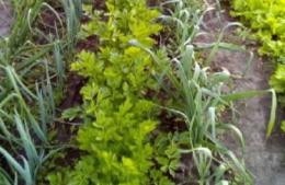 Huerta agroecológica en casa