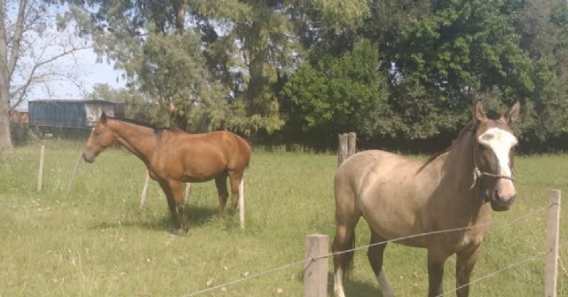 Caballos sueltos en la vía pública