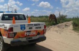 Causa por caballos abandonados