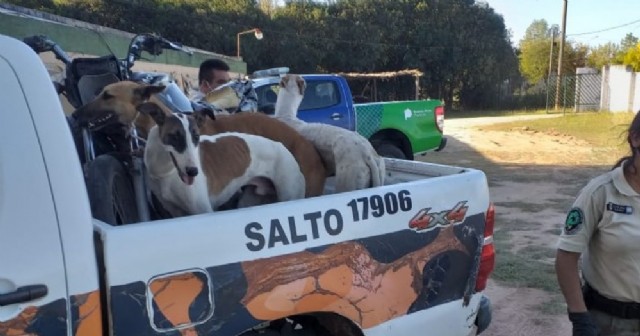 Procedimiento por caza furtiva en un campo sobre Ruta 191